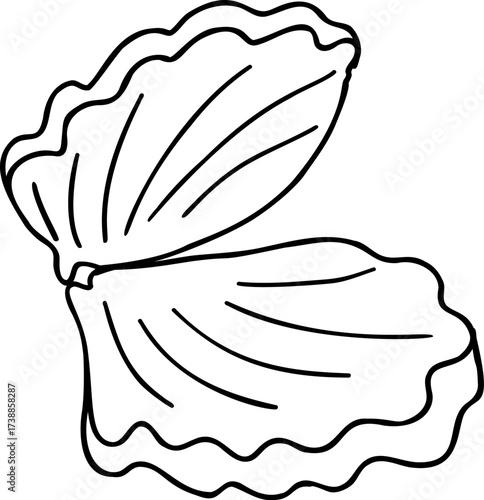 Outline drawing of an open seashell with wavy edges and internal lines