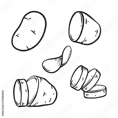 potatoes set hand drawn vector illustrations