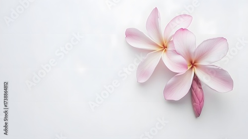 Delicate Pink Plumeria Flowers on White Background Minimalist Floral Photography