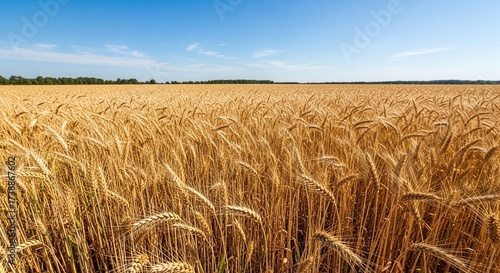Golden Wheat Field Under Clear Blue Sky—Lush Farmland Landscape With Harvest Vibes