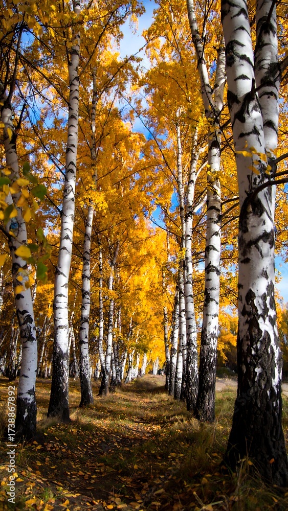 Obraz premium Autumn birch forest path bathed in golden glow far