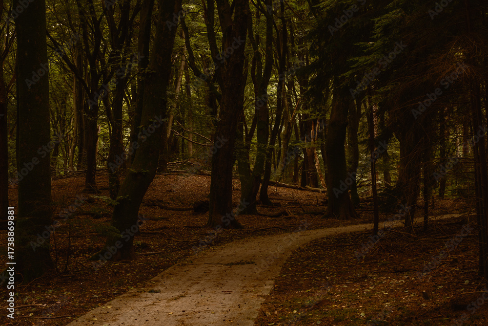Obraz premium Experience the serene ambiance of Speulderbos in Veluwe, Netherlands, with its enchanting autumn foliage.
