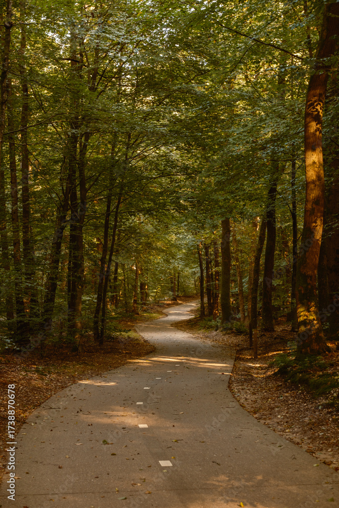Obraz premium Explore a serene autumn landscape featuring a winding path surrounded by tall trees in the Speulderbos forest of Veluwe, Netherlands. The warm hues of fall create a magical atmosphere.