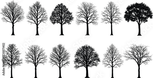 Silhouette collection of leafless winter trees, detailed branches, natural forest design elements, black vector artwork for nature, eco, decorative illustration