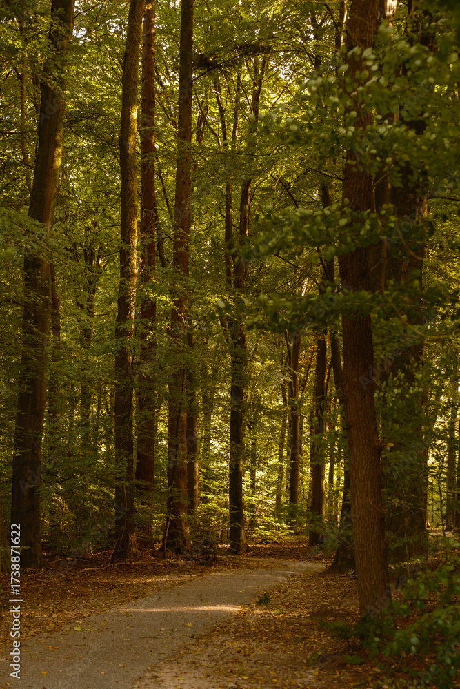 Fototapeta premium Stroll along serene paths in Speulderbos, a beautiful forest in Veluwe, Netherlands. Autumn colors paint the landscape, creating a peaceful atmosphere perfect for nature lovers.