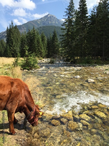 cow in the mountains