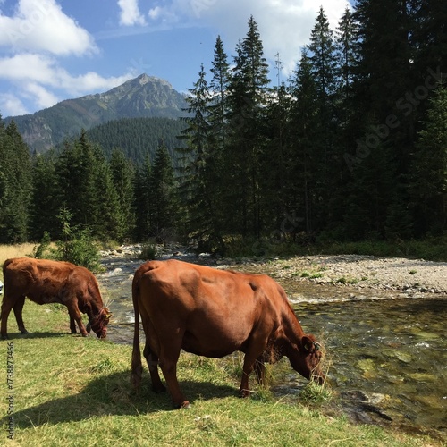 cows in the mountains