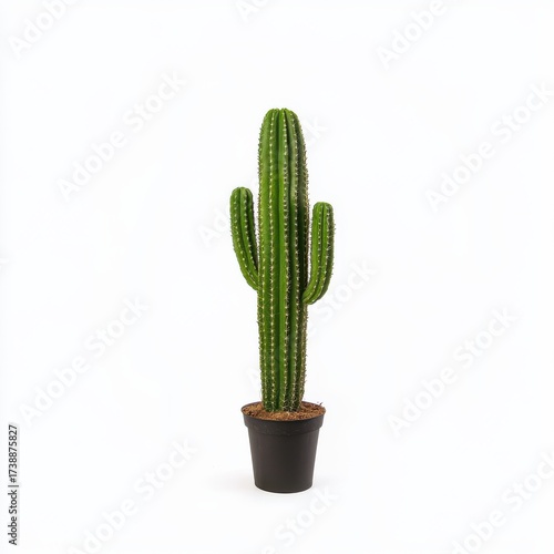 Tall Green Cactus in Black Pot on White Background