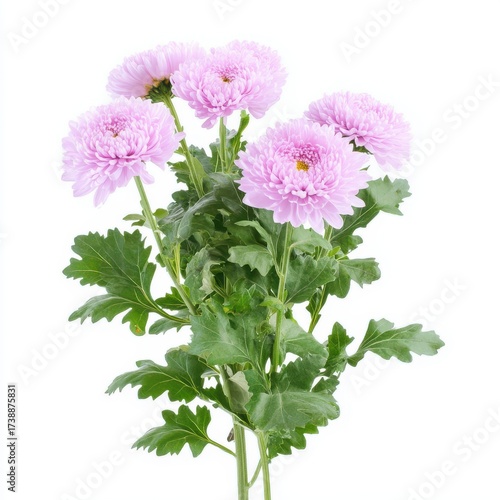 Delicate Pink Chrysanthemum Flowers on a Bright White Background