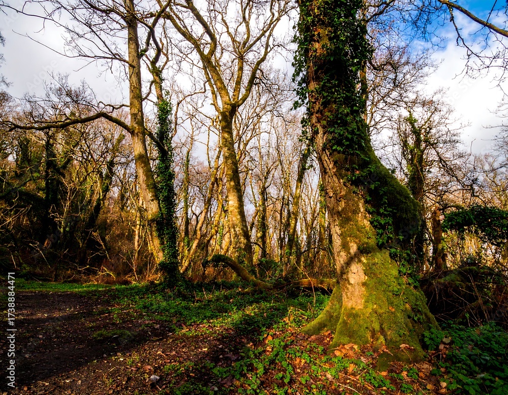 Obraz premium Sunlight filtering through a dense woodland