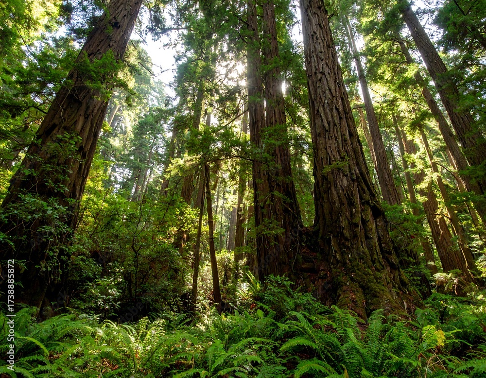 Fototapeta premium Sunlight filtering through redwood forest canopy