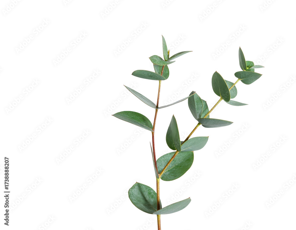 Fototapeta premium A single fresh green eucalyptus branch with leaves.