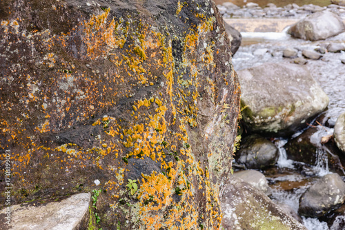 yellow moss on the rock