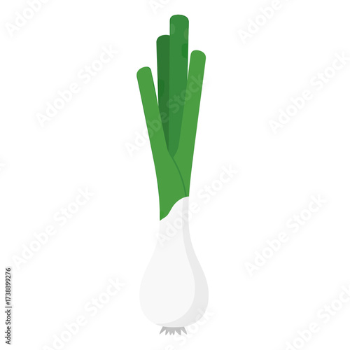 Fresh scallion illustration showing spring onions culinary herb ingredient with green leaves