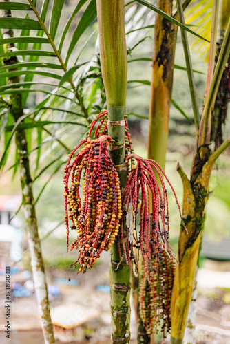 palm fruit in the forest