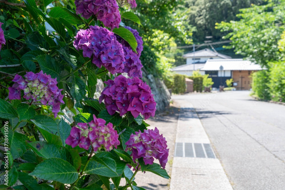 Obraz premium Flowers of hydrangea are bloom beside a path in local village in Nagasaki prefecture, Japan.