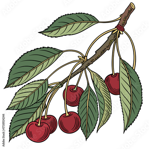 manchurian cherry on white background 