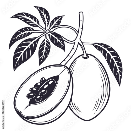 mamey sapote, fruit, food, vector, apple, illustration, leaf, pear, nature, ripe, vegetable, icon, fresh, sweet, plum, healthy, plant, art, fruits, vegetarian, cartoon, symbol, drawing, design, diet, 