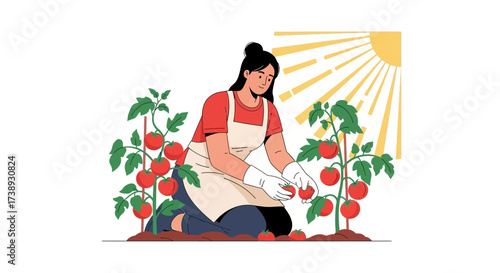 Harvesting Freshly Grown Tomatoes In A Sunny Garden Setting, Illustrative Gardening Scene