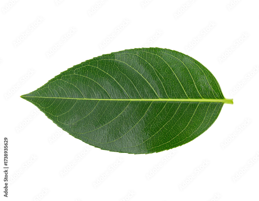 Obraz premium Single fresh green jackfruit leaf isolated on a white background.