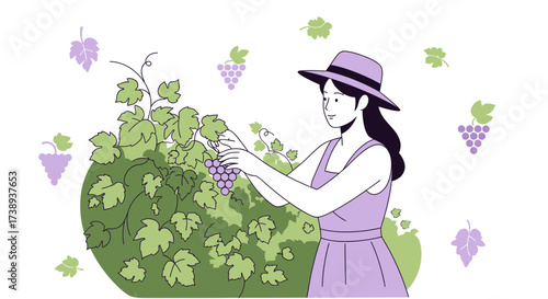 Woman Harvesting Grapes In Vineyard On Illustration With Minimalist Aesthetic