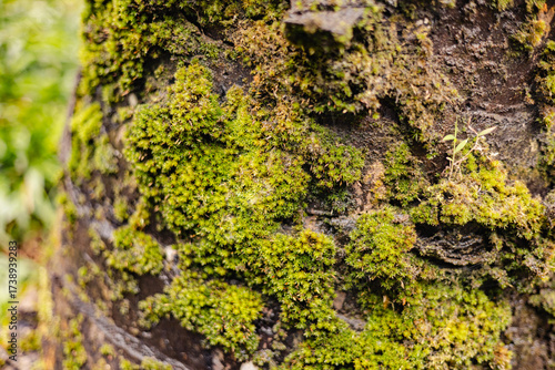 moss on tree