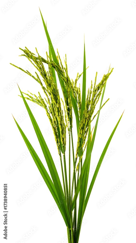 Obraz premium Rice plant