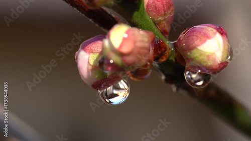 Raindrops on plum flower buds after the rain in Fukuoka city, Japan. without sounds