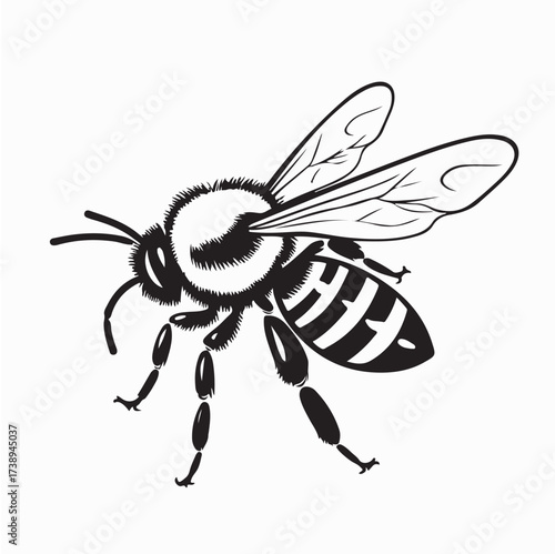 Realistic Honey Bee Vector Drawing isolated on white background