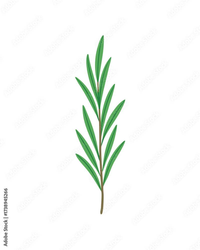 Fototapeta premium Vector art of a single green rosemary sprig isolated on a