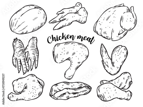 Set of isolated hand drawn chicken meat poultry outline drawing illustration