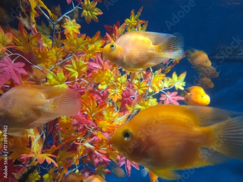 fish in aquarium