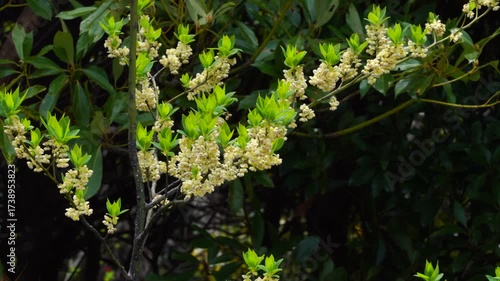 litsea flowers are blooming in a rural park in Nagasaki prefecture, Japan. without sounds