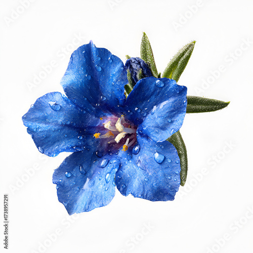 Lithodora Close-up Flower Head Isolated on Transparent Background