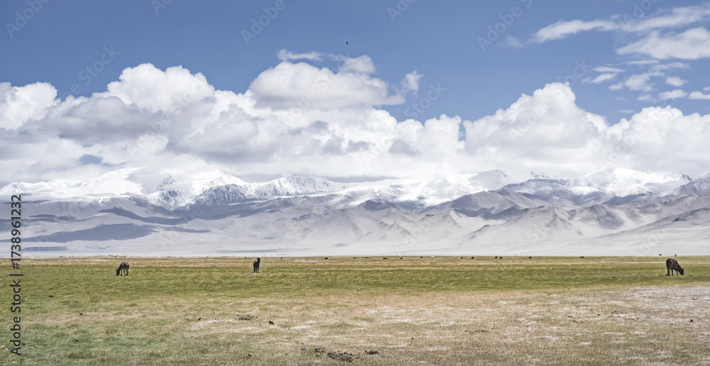 Obraz premium Grassy pastures for cattle in the highlands of the Tien Shan in the Pamirs in Tajikistan, against the backdrop of mountain peaks with snow and glaciers, lakes, and dry grass for grazing animals