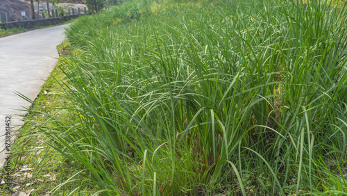 A lawn with tall, lush green grass. Close-up. There is a pedestrian path nearby.