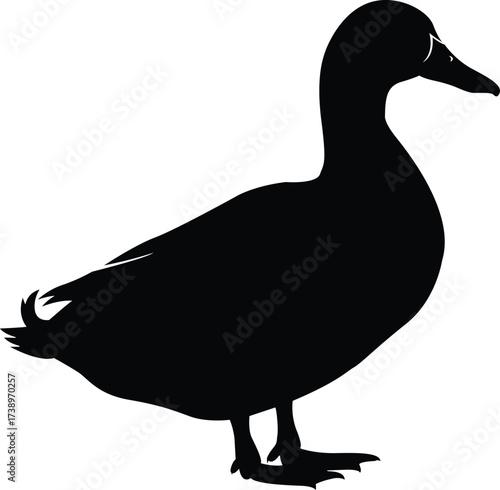 Silhouette of a duck standing proudly on its feet depicting wildlife and nature