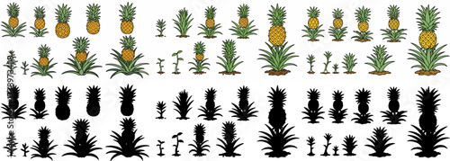 Pineapple plant stages with transparent background