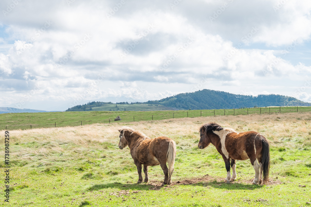 Fototapeta premium 高原の馬