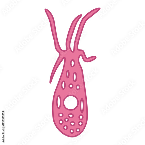 Difflugia Protozoa