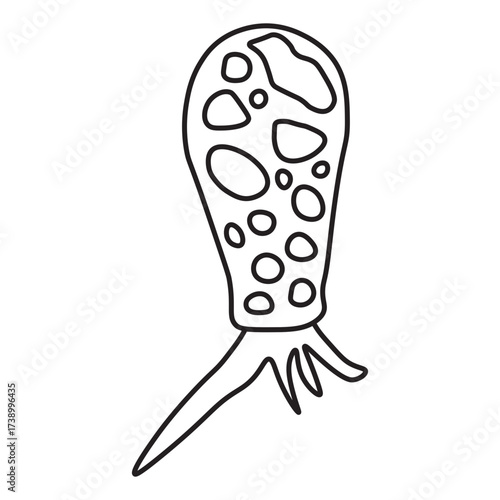 Difflugia Protozoa line icon