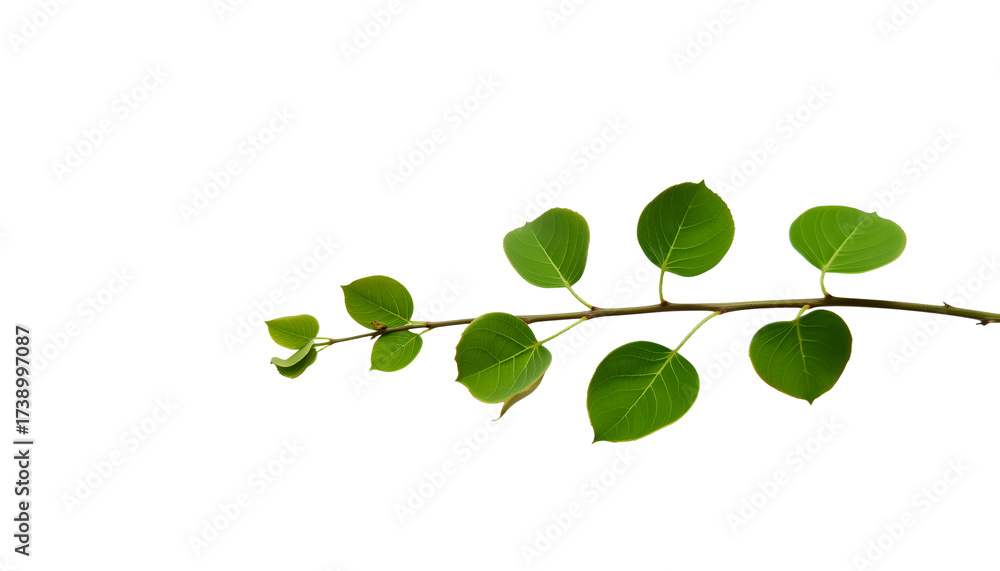 Fototapeta premium a delicate branch of a tree with vibrant green leaves, showcasing natural beauty