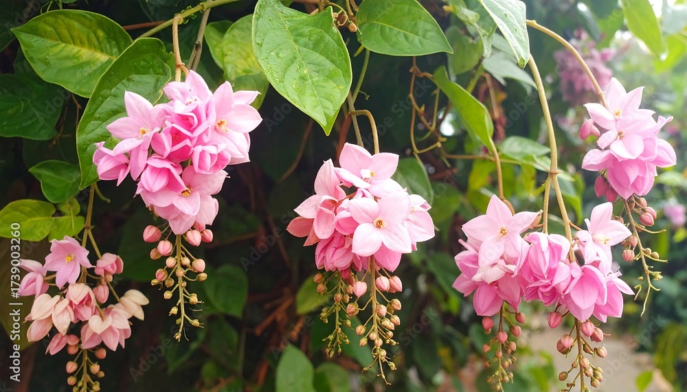 Naklejka premium Pink flowers cascading down