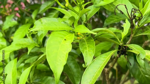 ants on green leaves with white flowers