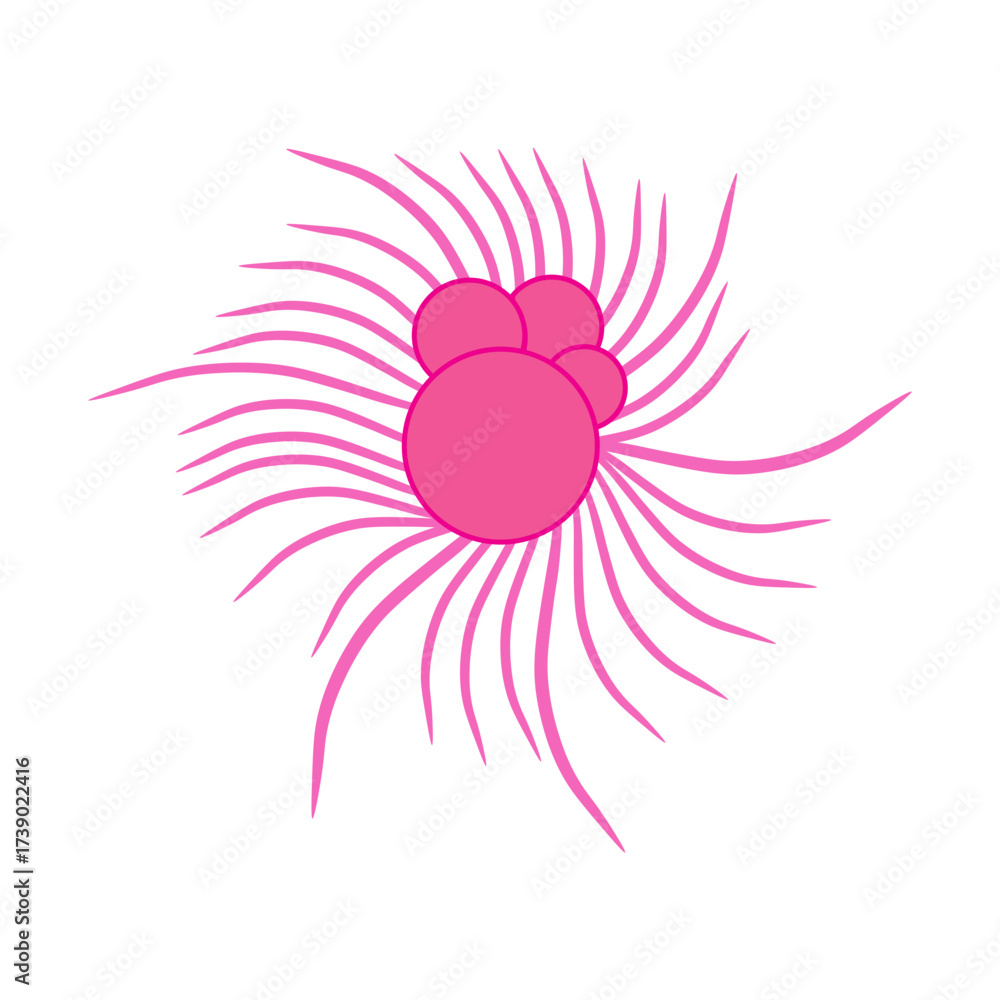 Obraz premium Globigerina Protozoa