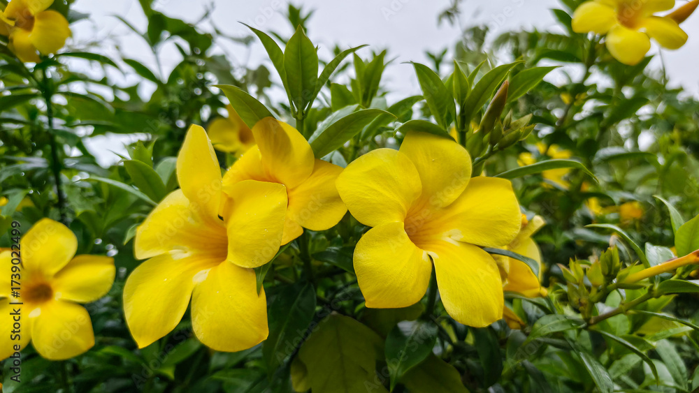 Fototapeta premium Allamanda flowers glowing yellow bright in countryside natural garden environment