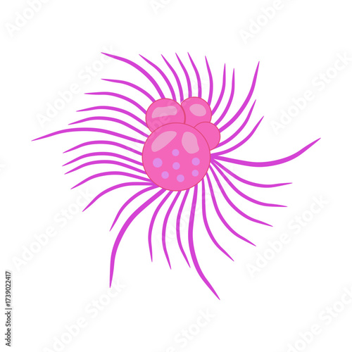 Globigerina Protozoa