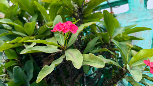 Red flower crown of thorns blooming strongly against green leafy background