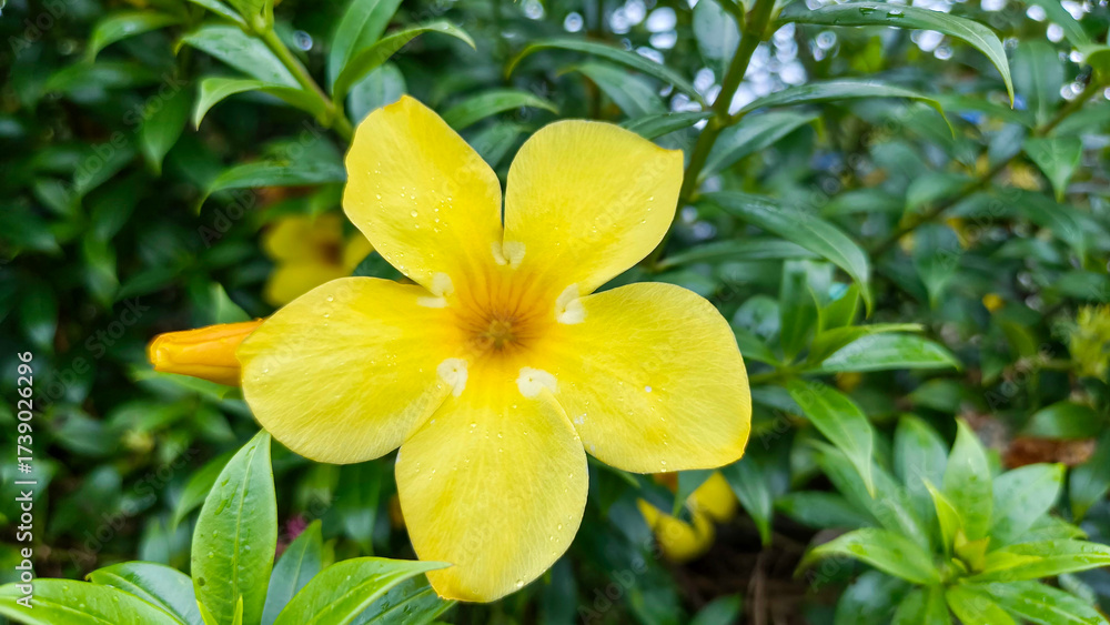 Fototapeta premium Stunning yellow allamanda blossoms blooming fresh in outdoor natural environment