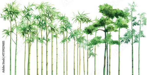 Lush green bamboo grove and tall pine trees against a clean white background